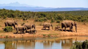 Read more about the article Experience the Powerful and Thrilling African Safari Adventure