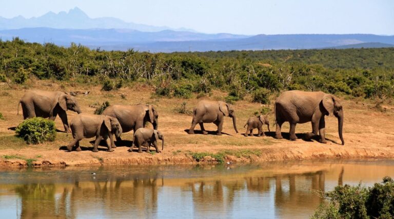 Experience the Powerful and Thrilling African Safari Adventure